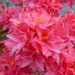 Azalka 'Kilian' - Azalea (KH) 'Kilian'