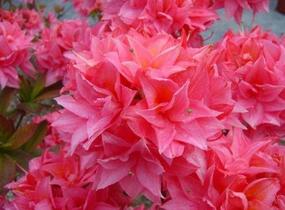 Azalka 'Kilian' - Azalea (KH) 'Kilian'