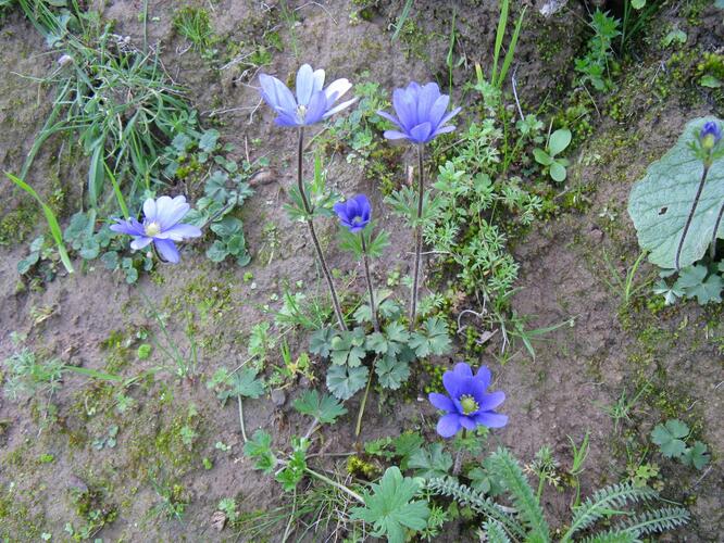 Sasanka desetiplátečná - Anemone decapetala