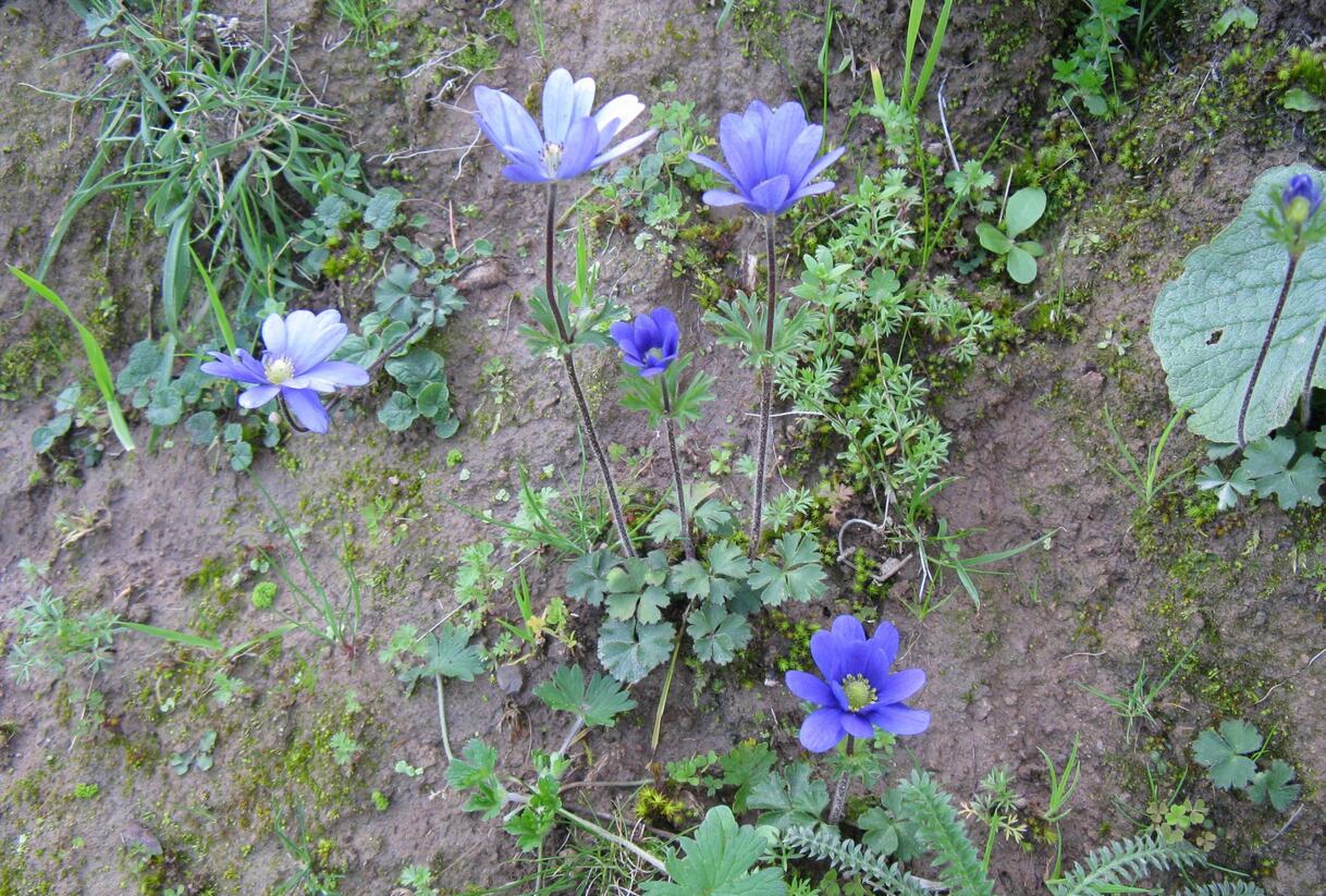 Sasanka desetiplátečná - Anemone decapetala