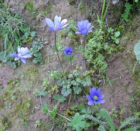 Sasanka desetiplátečná - Anemone decapetala