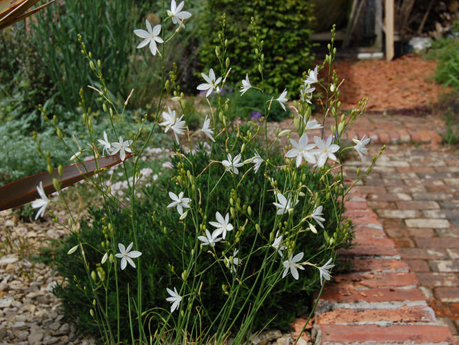 Bělozářka větevnatá - Anthericum ramosum