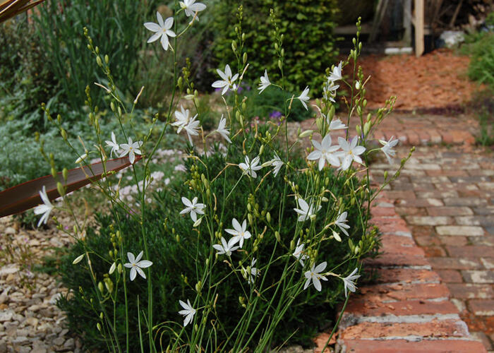 Bělozářka větevnatá - Anthericum ramosum