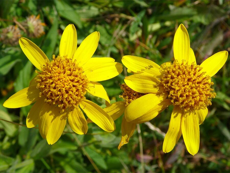 Arnika stepní - Arnica chamissonis