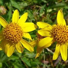 Arnika stepní - Arnica chamissonis