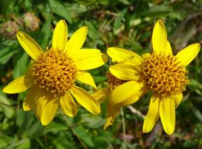 Arnika stepní - Arnica chamissonis