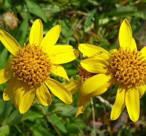 Arnika stepní - Arnica chamissonis