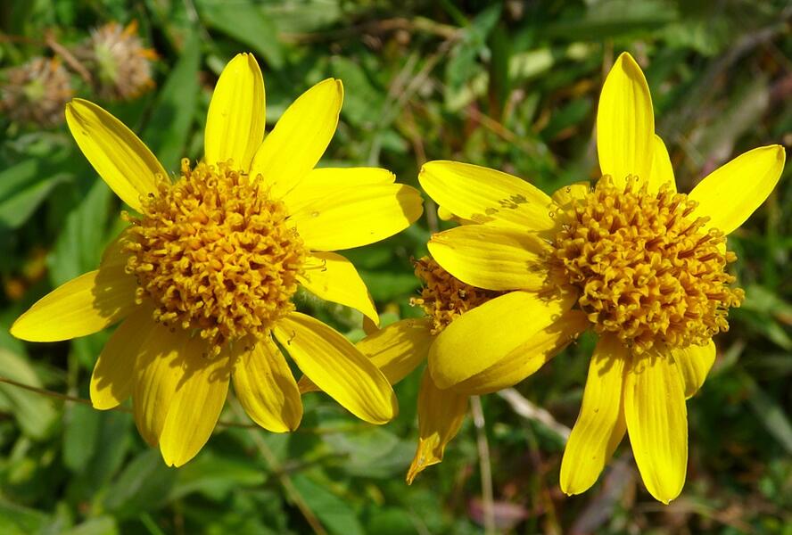 Arnika stepní - Arnica chamissonis