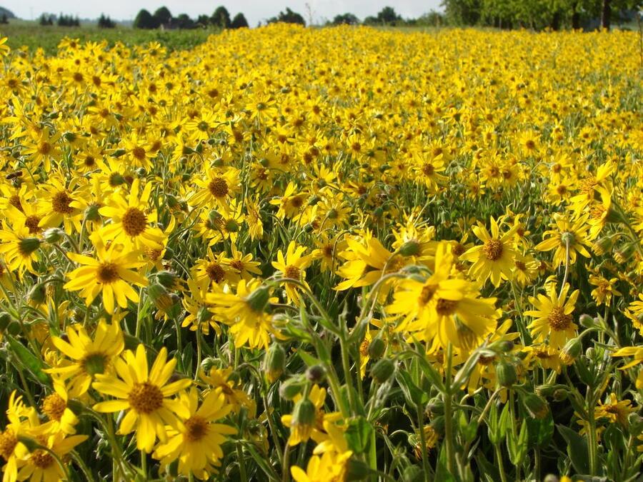 Arnika stepní - Arnica chamissonis