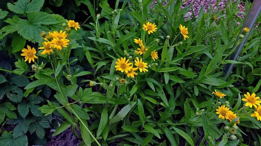 Arnika stepní - Arnica chamissonis