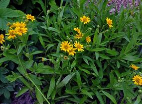 Arnika stepní - Arnica chamissonis