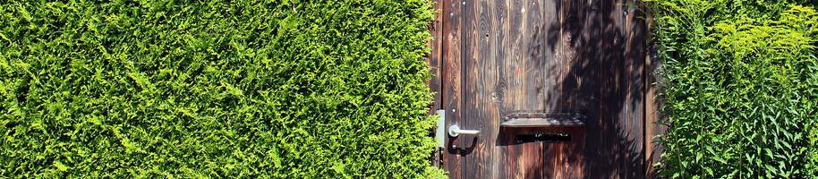 vision-protection-hedge-414227_1920