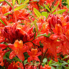 Pěnišník měkký 'Koster Brijant Red' - Azalea mollis 'Koster Brijant Red'