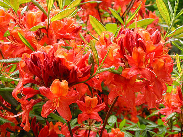 Pěnišník měkký 'Koster Brijant Red' - Azalea mollis 'Koster Brijant Red'
