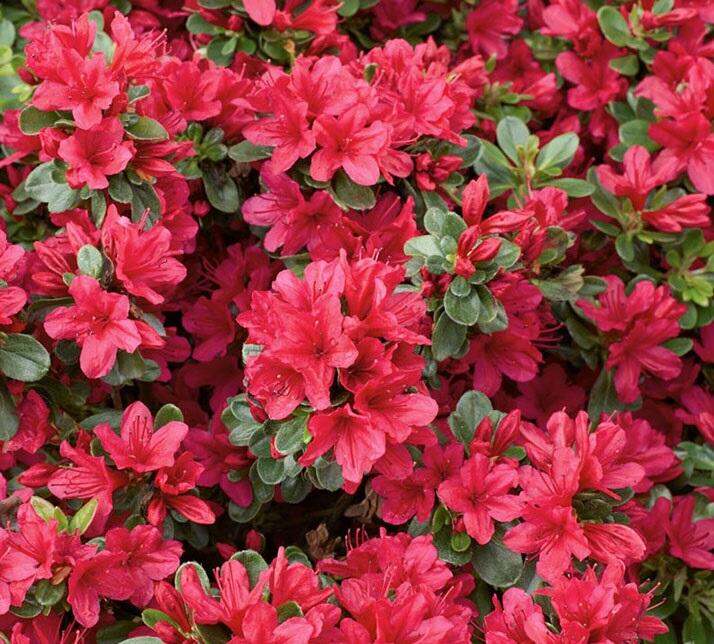 Azalka japonská 'Ageeth' - Azalea japonica 'Ageeth'