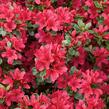 Azalka japonská 'Ageeth' - Azalea japonica 'Ageeth'
