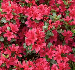 Azalka japonská 'Ageeth' - Azalea japonica 'Ageeth'