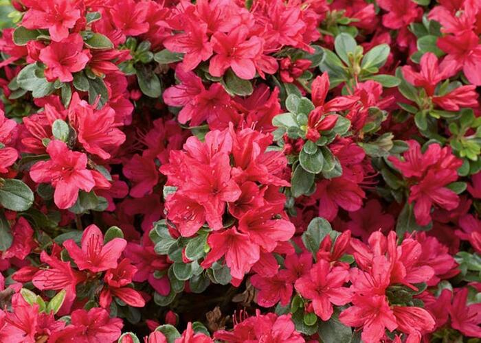 Azalka japonská 'Ageeth' - Azalea japonica 'Ageeth'