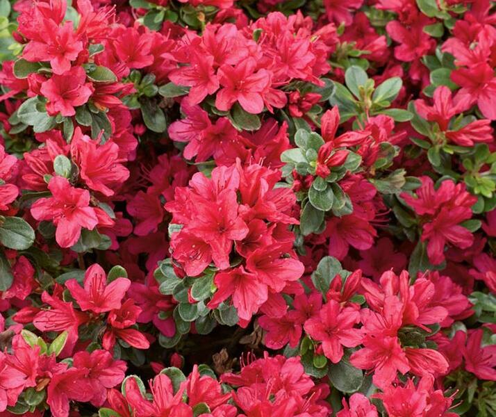 Azalka japonská 'Ageeth' - Azalea japonica 'Ageeth'