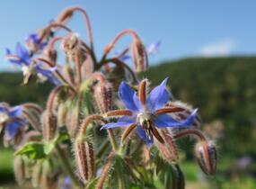 Brutnák lékařský - Borago officinalis