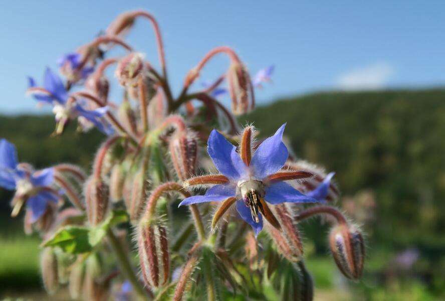 Brutnák lékařský - Borago officinalis