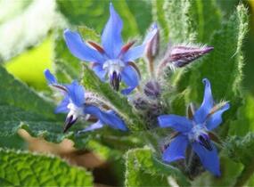 Brutnák lékařský - Borago officinalis