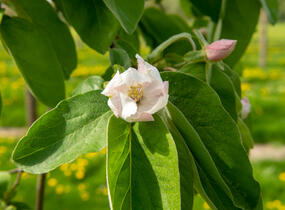 Kdouloň obecná 'Vranja' - Cydonia oblonga 'Vranja'