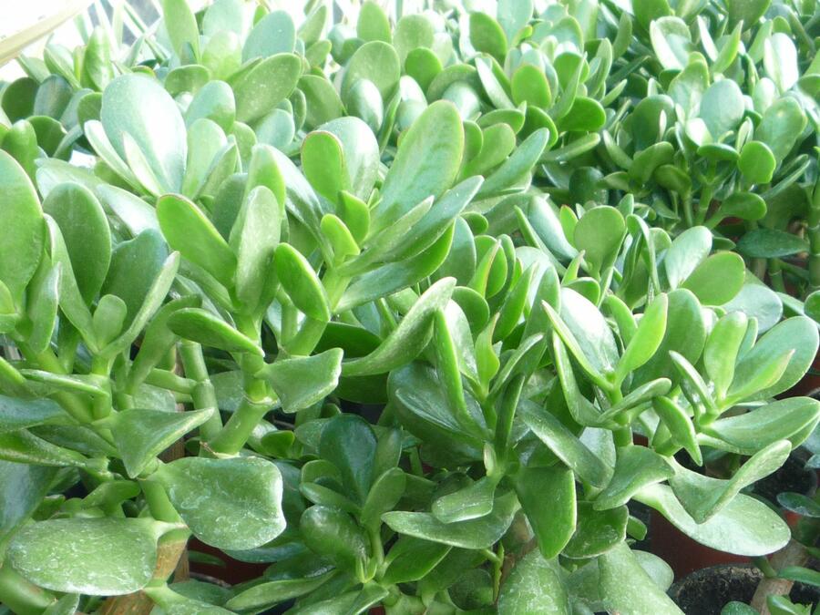 Tlustice vejčitá - Crassula ovata