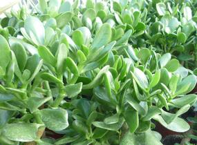 Tlustice vejčitá - Crassula ovata