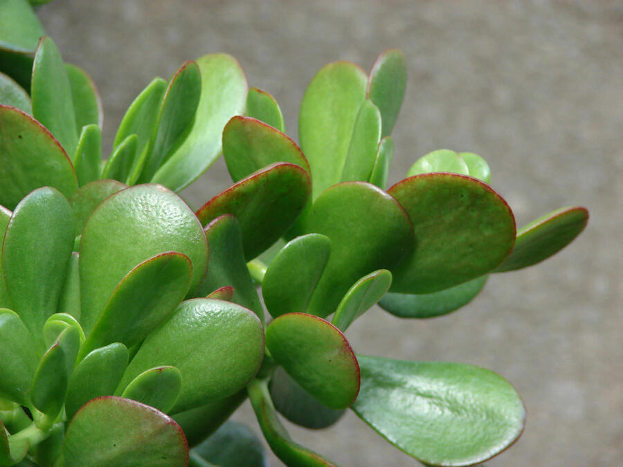 Tlustice vejčitá - Crassula ovata