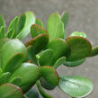 Tlustice vejčitá - Crassula ovata