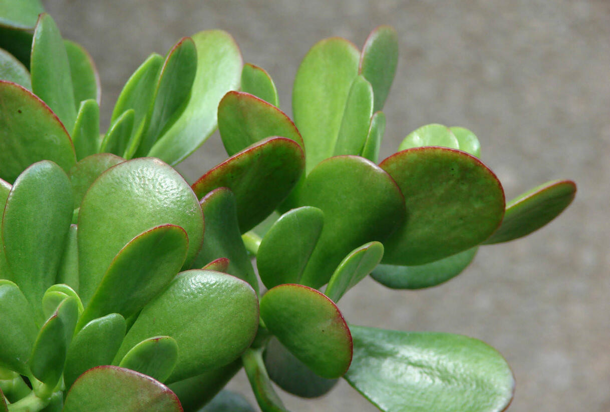 Tlustice vejčitá - Crassula ovata