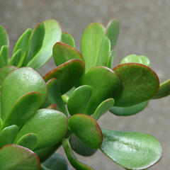 Tlustice vejčitá - Crassula ovata