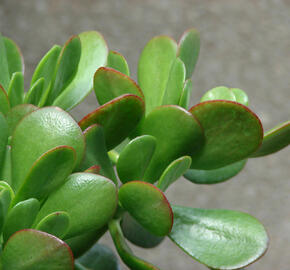 Tlustice vejčitá - Crassula ovata