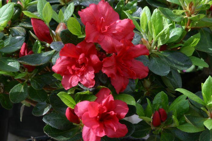 Azalka japonská 'Florida' - Azalea japonica 'Florida'