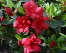 Azalka japonská 'Florida'