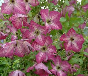 Plamének 'I am Happy' PBR - Clematis 'I am Happy' PBR