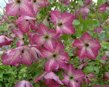 Plamének 'I am Happy' PBR