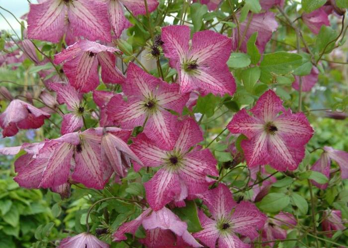 Plamének 'I am Happy' PBR - Clematis 'I am Happy' PBR