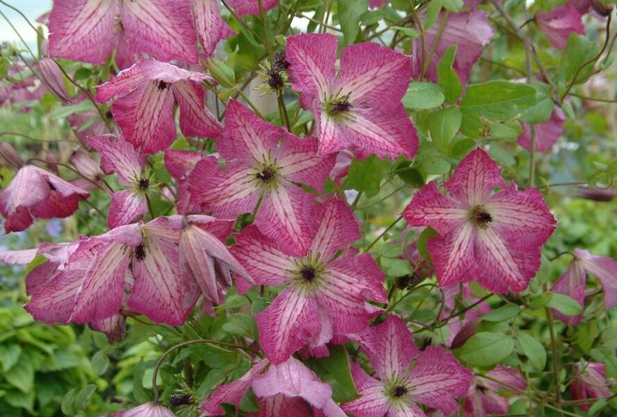 Plamének 'I am Happy' PBR - Clematis 'I am Happy' PBR