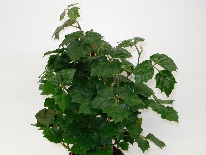 Žumen jižní - Cissus antarctica