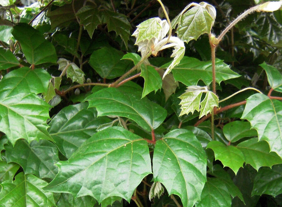 Žumen jižní - Cissus rhombifolia
