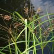 Šáchor dlouhý - Cyperus longus