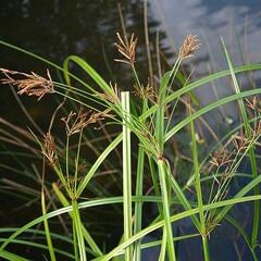 Šáchor dlouhý - Cyperus longus