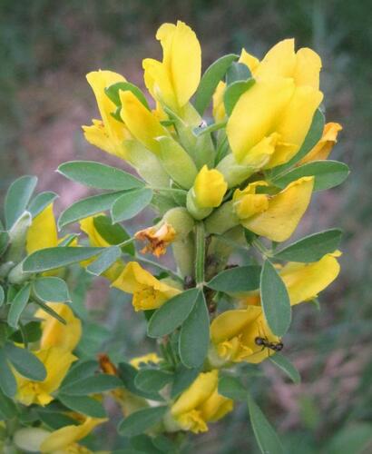 Čilimník podolský - Cytisus podolicus