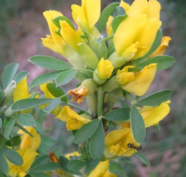 Čilimník podolský - Cytisus podolicus