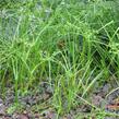 Šáchor - Cyperus glaber