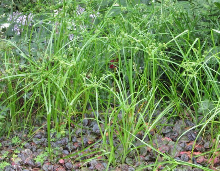 Šáchor - Cyperus glaber