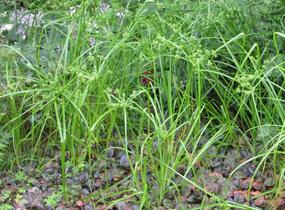 Šáchor - Cyperus glaber