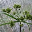 Šáchor - Cyperus glaber
